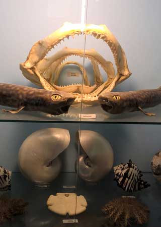 Natural History Museum Ligourio